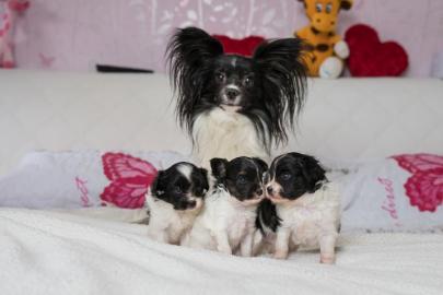 Papillon happyaricia. eu