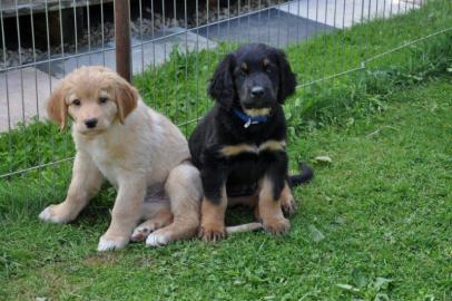 Hovawart welpen in 3 Farben mit Papieren