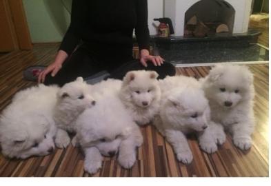 Samoyed Puppy :)