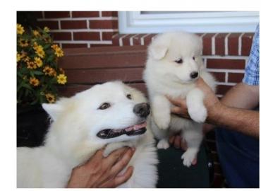 Samoyed Puppy :)