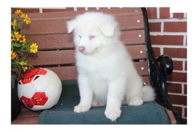 Samoyed Puppy :)