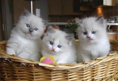 Ragdoll-K�tzchen