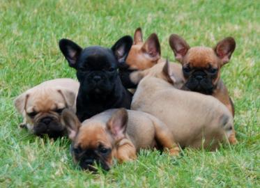 s��er Franz�sisch Bulldogge-Welpen