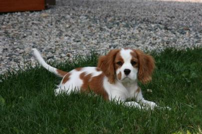 Cavalier King Charles Spaniel Welpen