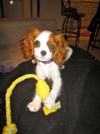 Cavalier King Charles Spaniel Welpen