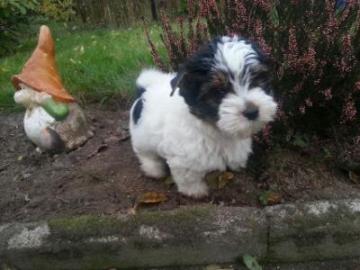 Biewer Yorkshire-Terrier-We​lpen (R