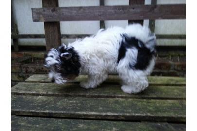 Biewer Yorkshire-Terrier-We​lpen (R