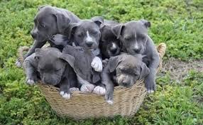 American Pit Bull Terrier welpen whatsap