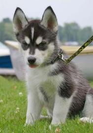 Reinrassige Siberian Husky Welpen