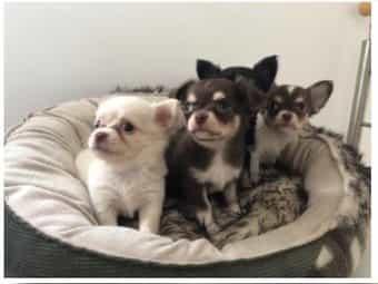 Chihuahua Welpen Langhaar reinrassig wha