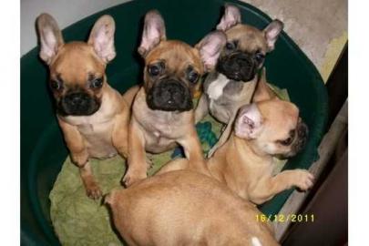 Franz�sische Bulldoggen Welpen mit Papie