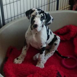 Qualit�t Dogge Welpen suchen neues Zuhau
