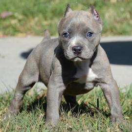 American Pit Bull Terrier Welpen mit ADB