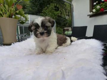 Shih Tzu Welpen