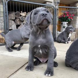 American Staffordshire Terrier Welpen Wh