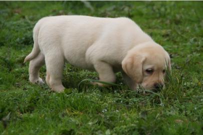Labrador Welpen schoko, schwarz