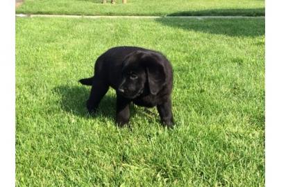Labrador Welpen schoko, schwarz