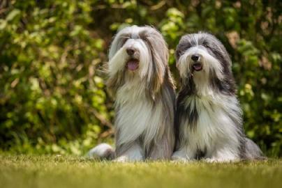 Bearded Collie sch�ne Welpen mit Papiere