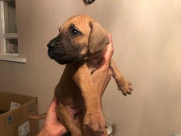 Deutsche Dogge Welpen