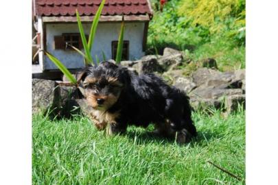S��e Yorkshire-Terrier-Welpen abzugeben