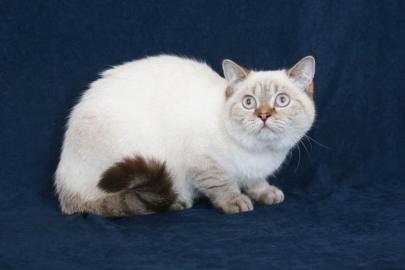 Britische K�tzchen Tabby Point