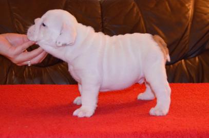 Englische Bulldogge Welpen zu Verkauf