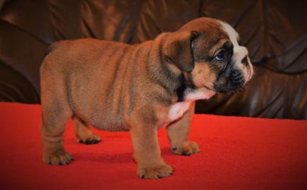 Englische Bulldogge Welpen zu Verkauf