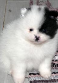 Pomeranian Zwergspitz M?dchen