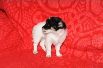 Chihuahua Welpen mit Stammbaum