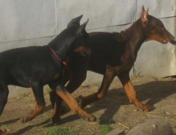 Reinrassige Dobermannwelpen mit VDH-Papi