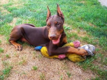 Reinrassige Dobermannwelpen mit VDH-Papi