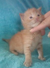 Maine coon kitten