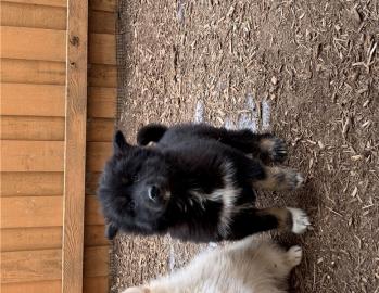 Pomsky-Welpen brauchen ein liebevolles u