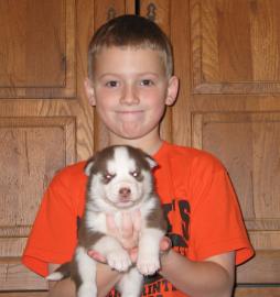 Reinrassige Siberian Husky Welpen. . . 