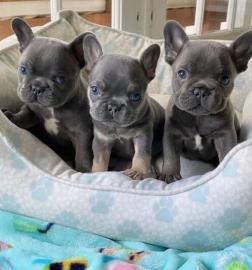 Franz?sische Bulldogge