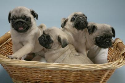 Wundersch�ne Mops Welpen{Beige+Schwarz}