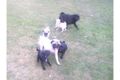 Wundersch�ne Mops Welpen{Beige+Schwarz}