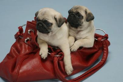 Wundersch�ne Mops Welpen{Beige+Schwarz}