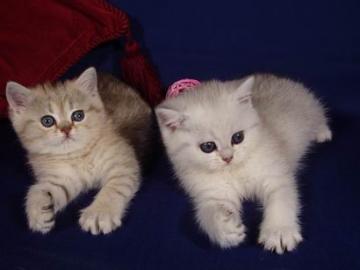 Wundersch�ne reinrassige BKH K�tzchen Em