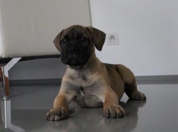 Bullmastiff�Welpen mit Herkunftsausweis