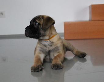 Bullmastiff�Welpen mit Herkunftsausweis