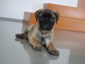 Bullmastiff�Welpen mit Herkunftsausweis