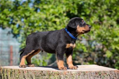 Zwinger NOLPASSA bietet Beauceron Welpen