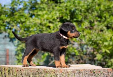 Zwinger NOLPASSA bietet Beauceron Welpen