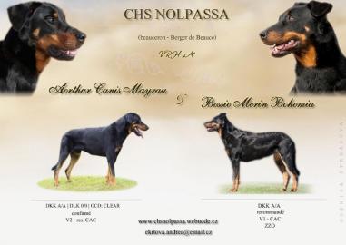 Zwinger NOLPASSA bietet Beauceron Welpen