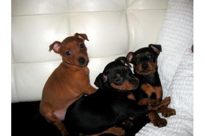 Zwergpinscher-Zwergrehpinscher-Rehpinsch