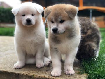 Japanische Akita Inu Welpen