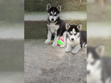 Siberian Husky Welpen ( FCI/VDH-DCNH )