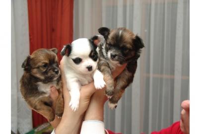 3 s�sse Langhaar Chihuahua Welpen
