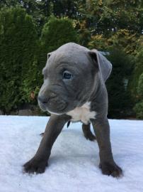 Blueline American Staffordshire Terrier